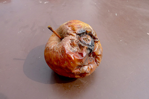 Pomme pourie