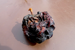 Pomme pourie