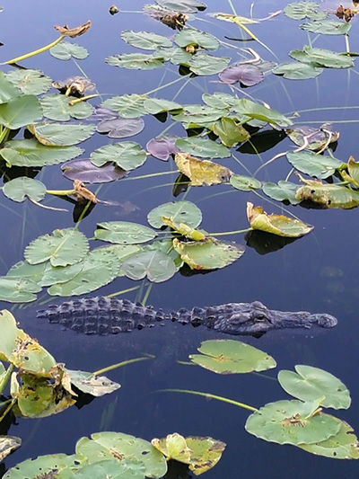 Bob le crocodile