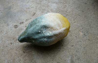 citron-tricolore