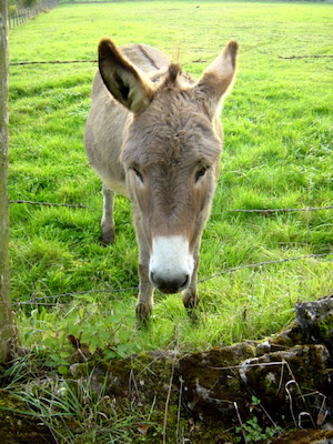 Ane du Morvan