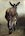 donkey